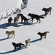 A pack of gray wolves on a snowy landscape. Image: Wikimedia